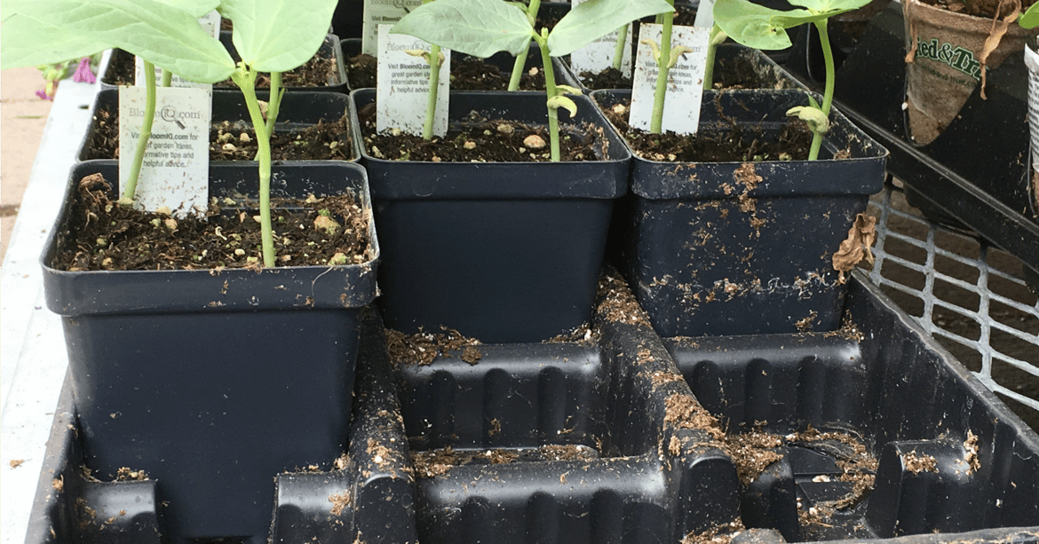 Are Plastic Garden Pots Recyclable: Eco-Friendly Insights