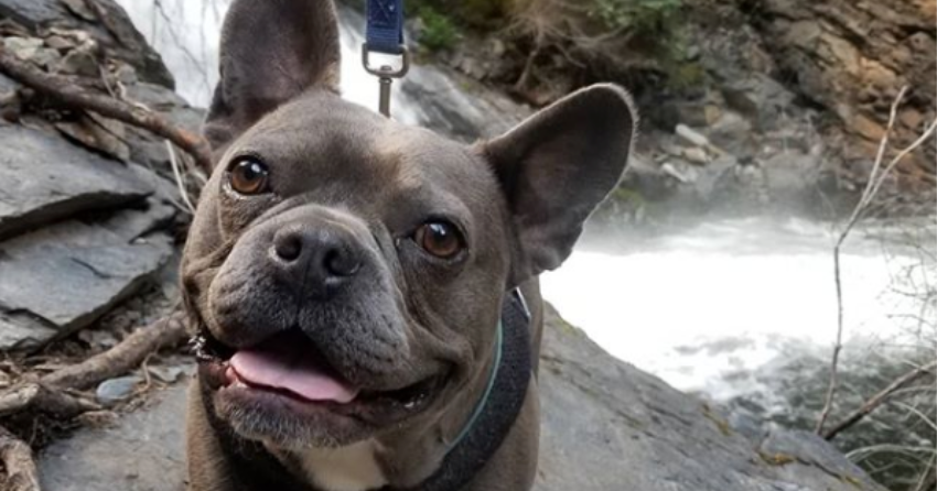 PHOTOS: Woof Wednesday on a Thursday