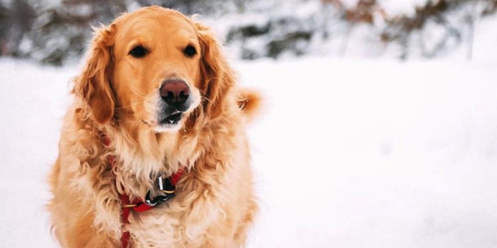 PHOTOS: Woof Wednesday Vol.11