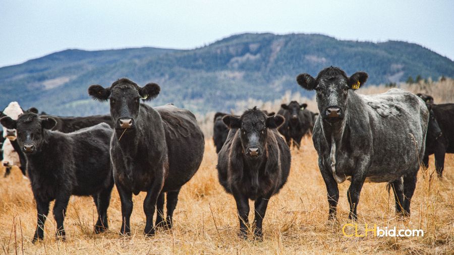 Need a 75,000-acre ranch? This one's up for auction