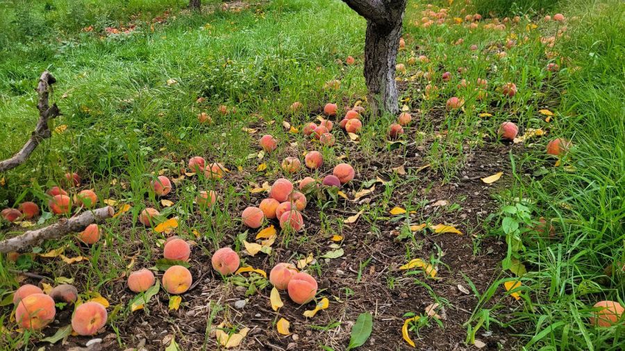 <who>Photo Credit: Keith Lacey</who>Peaches fallen from the trees while the fire raged.