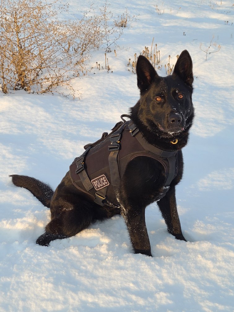 Kamloops police dog tracks down suspects fleeing from stolen vehicle