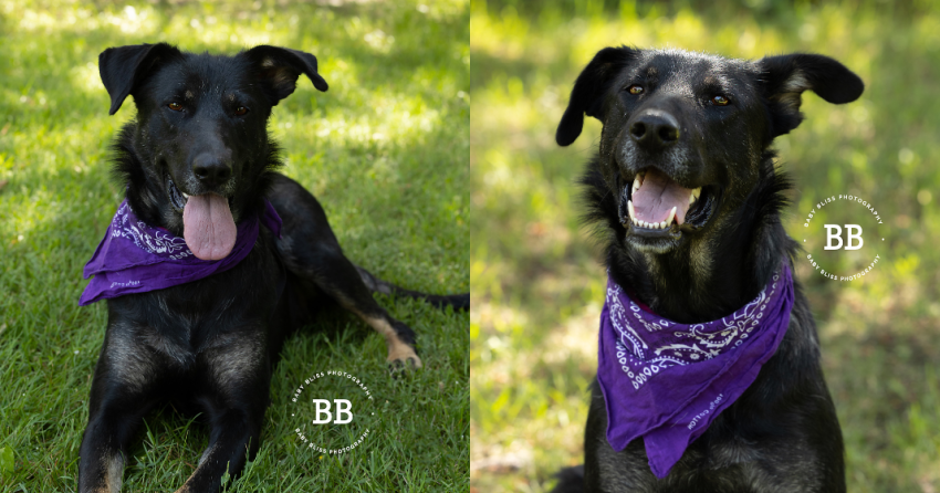 Furever Home Finder: Stella 