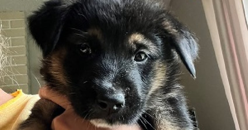 Nanaimo RCMP investigating theft of German Shepherd puppies