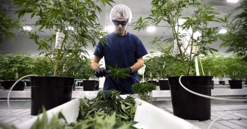 Canopy Growth shuts down massive greenhouses leaving hundreds out of work