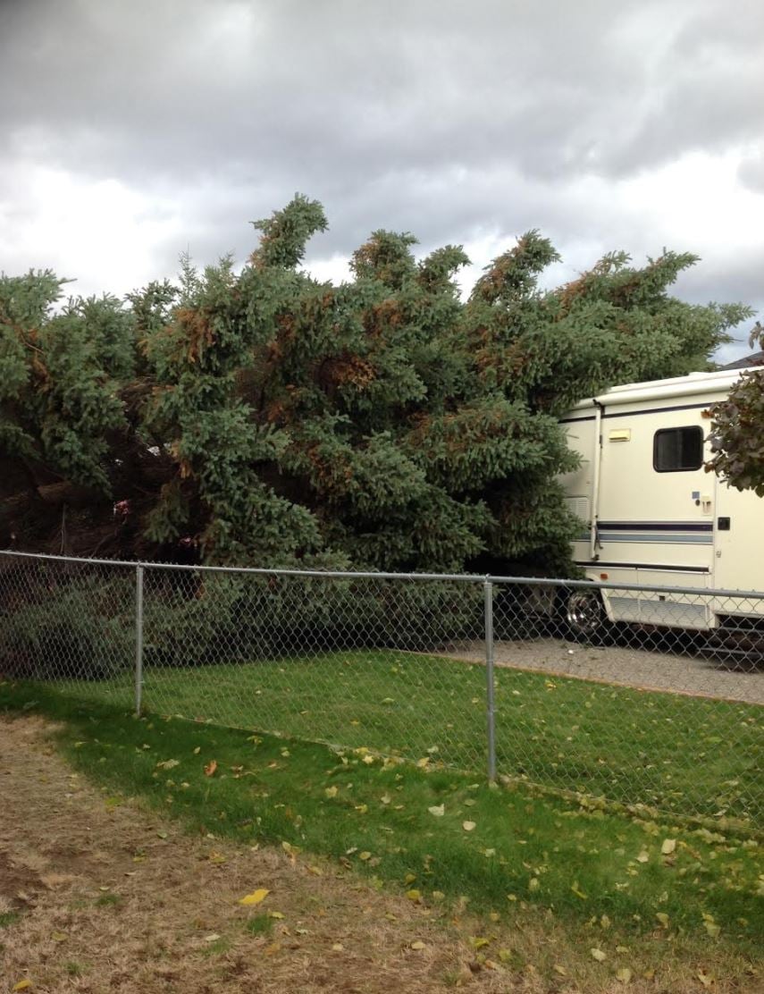 Photo credit: Alwyn Snelson - Blown over my fence on to my neighbours motorhome! Springvalley area!
