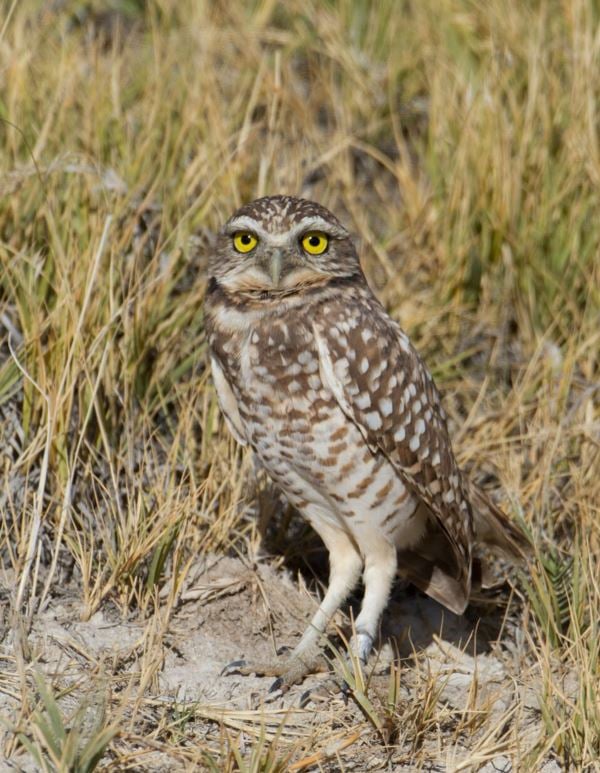 <who> Photo Credit: Ron Dudley </who> Burrowing Owl.
