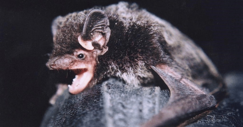 That tune coming from an old mine in BC? It's probably a bat, singing a ...