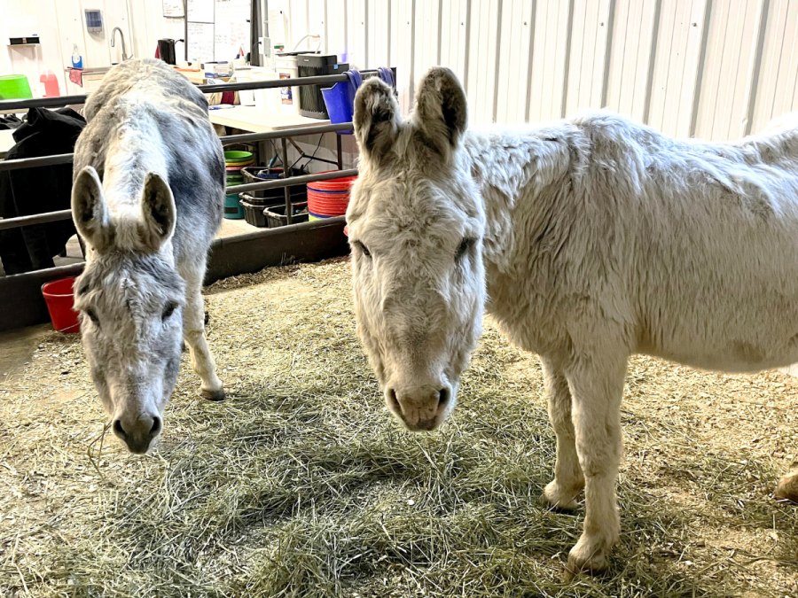 BC Interior donkeys receive a helping hand