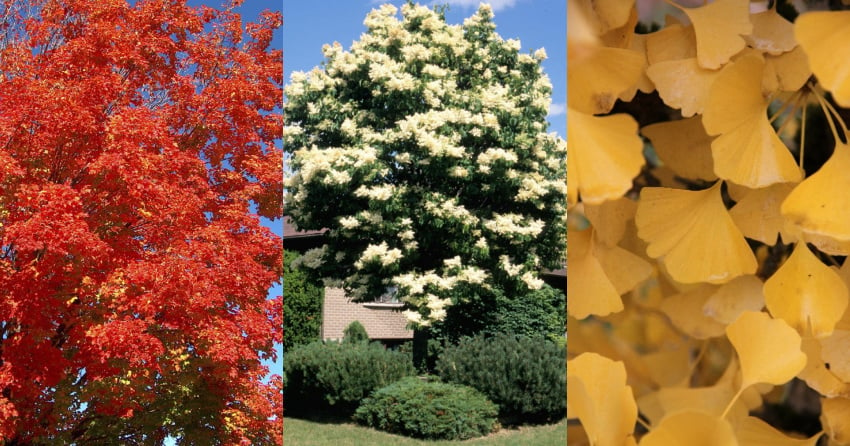 <who>Photo Credit: City of Kelowna/Winding Creek Nursery</who>(L to R) Northwood Maple, Ivory Silk Japanese Tree Lilac and Maidenhair Ginkgo