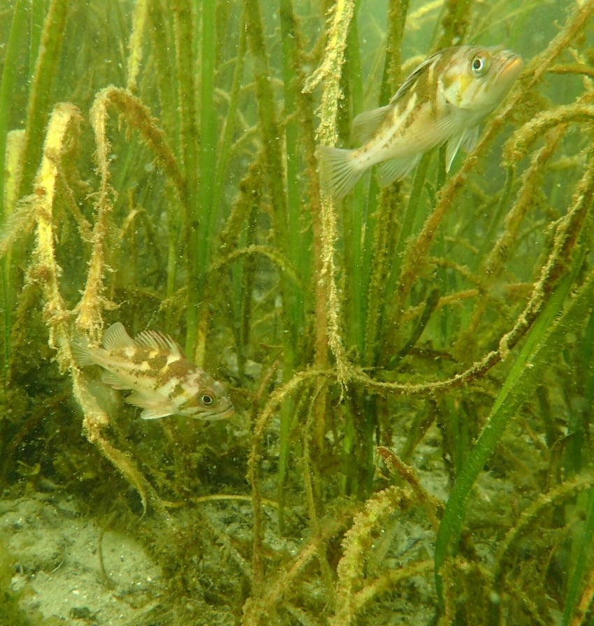 Juvenile rockfish in Barkley Sound