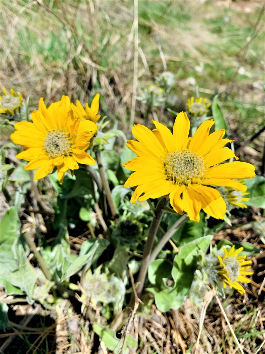 </who>Okanagan sunflowers, technical name: arrowleaf balsamroot, has been the City of Kelowna's official flower since 2000.