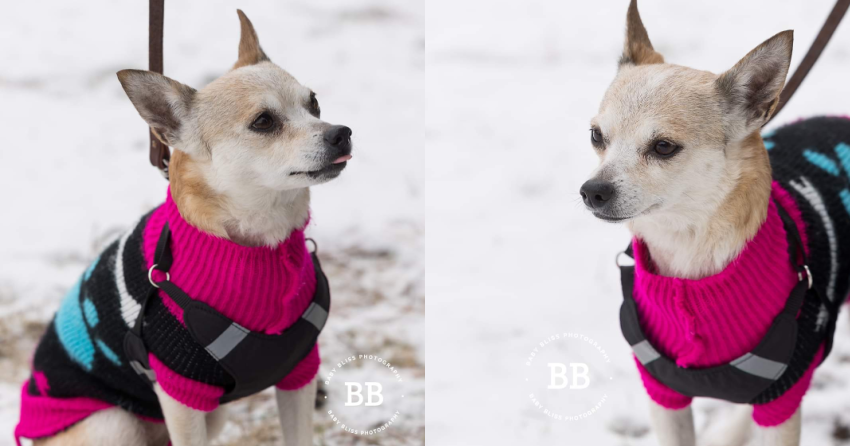Furever Home Finder: Fraya