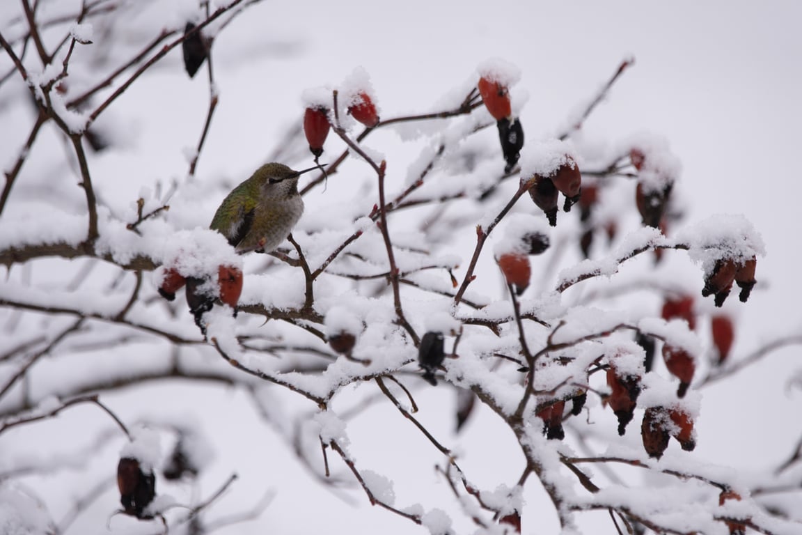 The safety of Hummingbirds a hot topic during BC’s cold snap