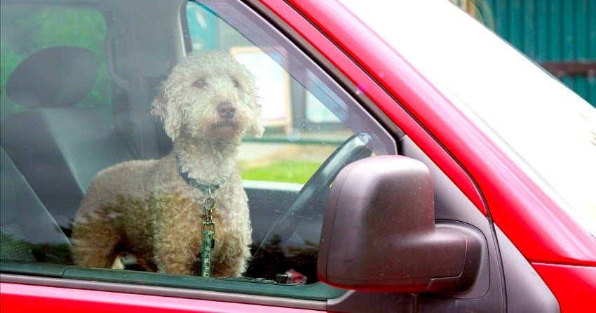 Saturday will be 30 degrees, please don't leave your pet in a hot vehicle