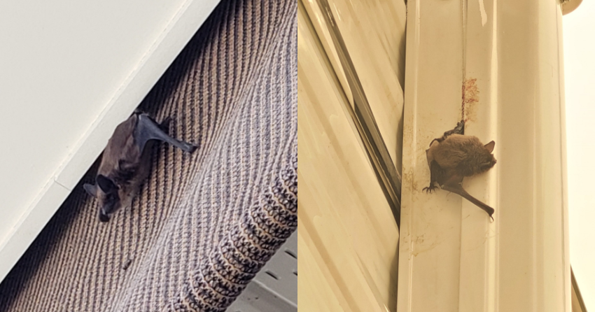 BC Community Bat Program trying to prevent bats from dying in blinds ...