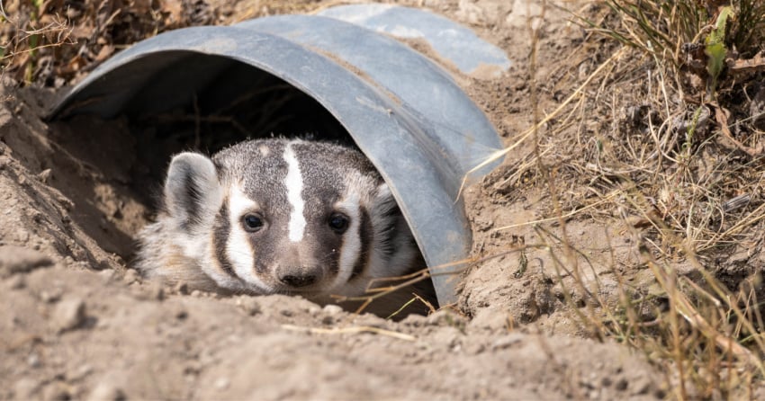 <who> Photo Credit: Bennett Whitnell </who> American badger.
