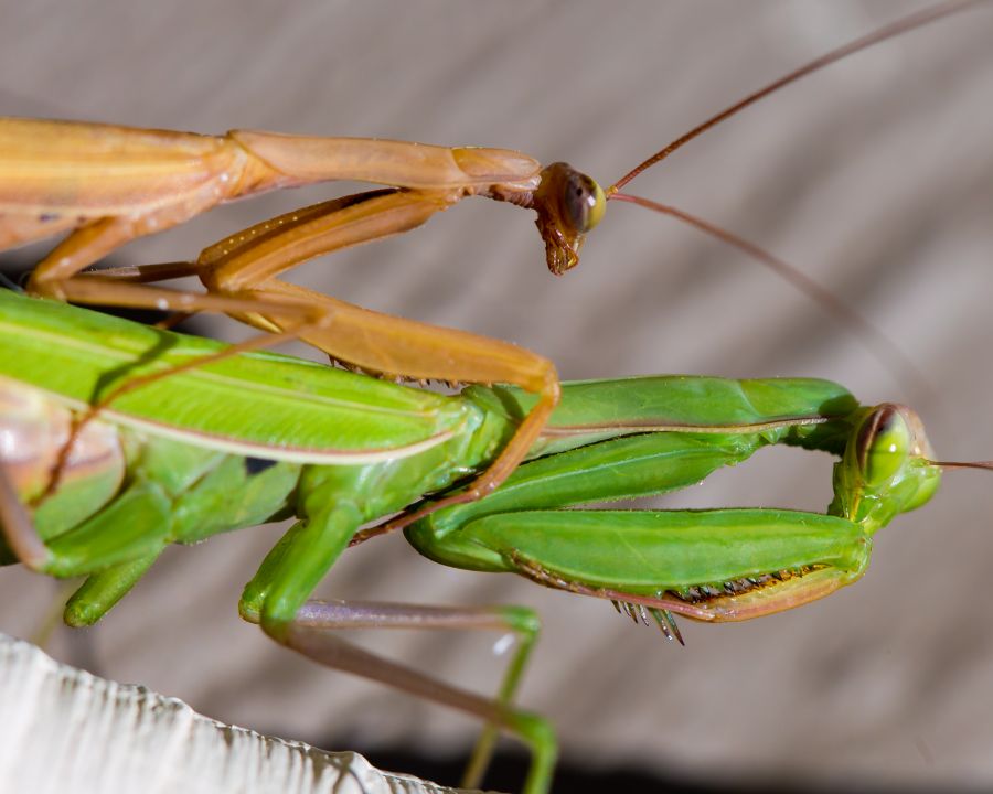 PHOTOS: Possibly pregnant praying mantis provides piggyback ride?