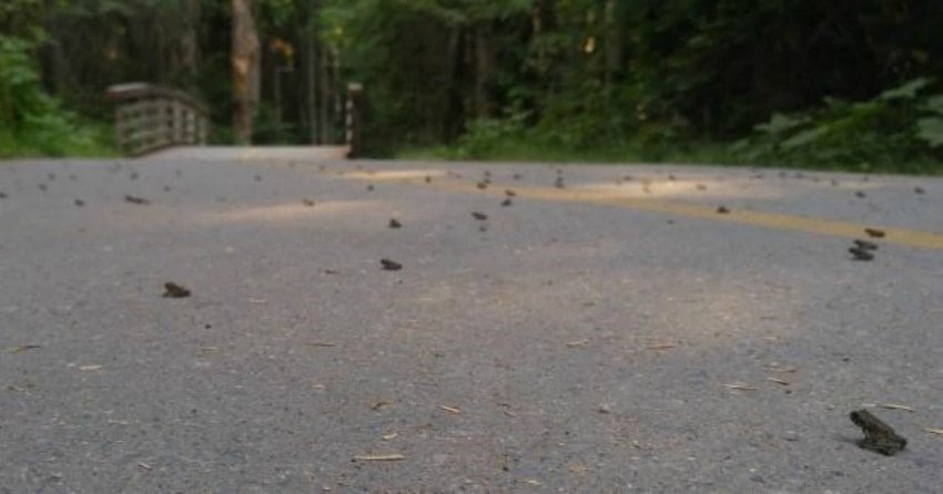 Toadlet migration forces closure of popular road in BC resort town