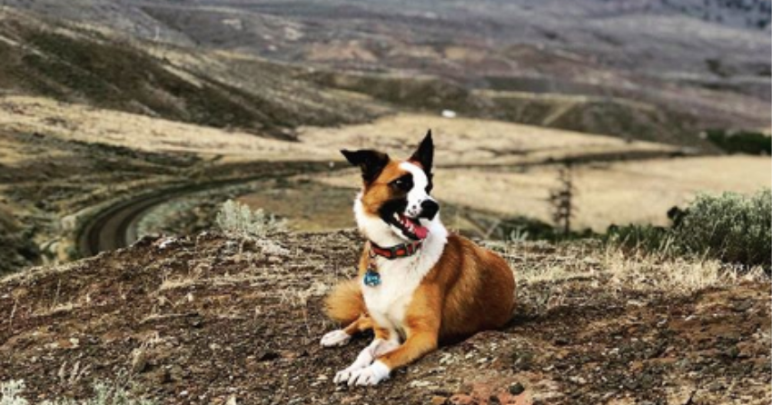 PHOTOS: Woof Wednesday in Kamloops Vol.23