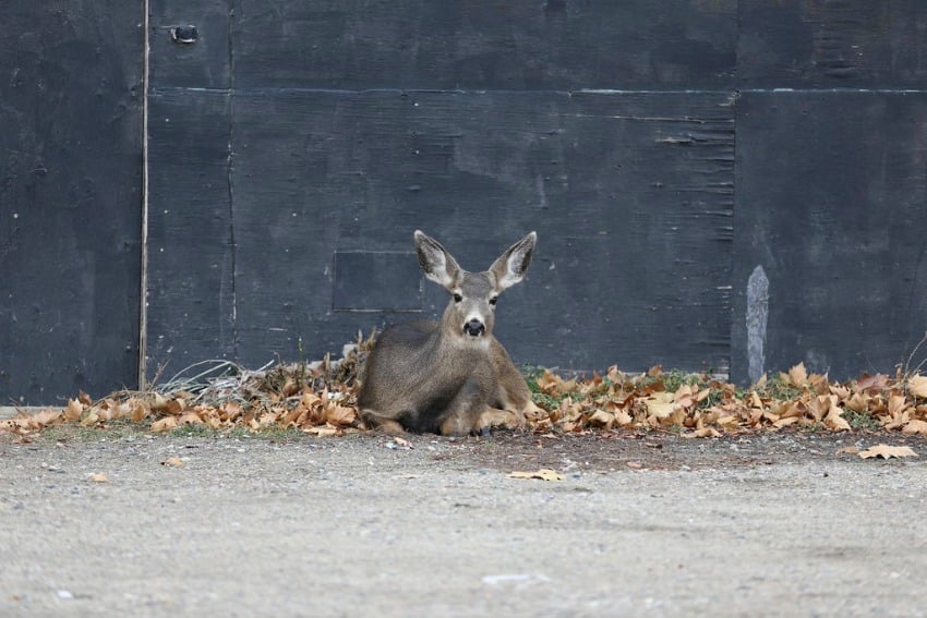 <who> Photo Credit: KelownaNow. </who> An urban deer making it's home against a Kelowna building. 