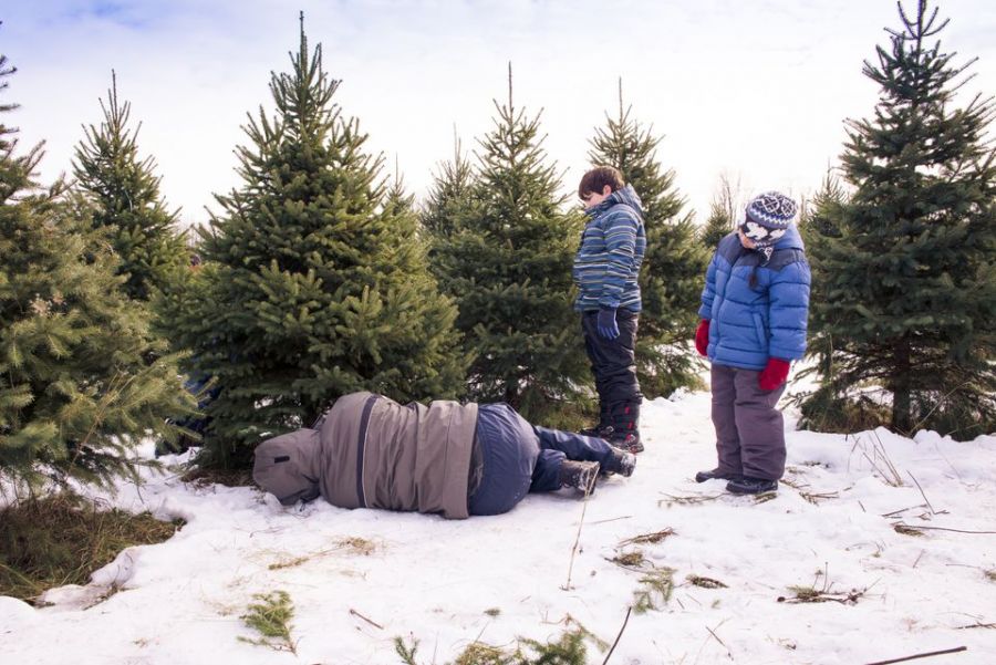 Permits to cut down your own Christmas tree are now available