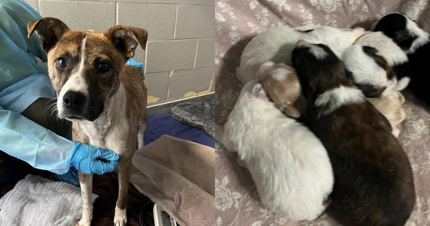 Owner praised for surrendering dog and her 6 puppies in BC