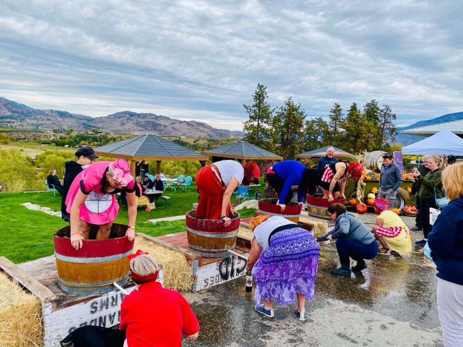 </who>There are two grape stomps this weekend in Oliver to celebrate harvest -- one at Nostalgia Wines (pictured) on Saturday, another at the Festival of the Grape on Sunday.