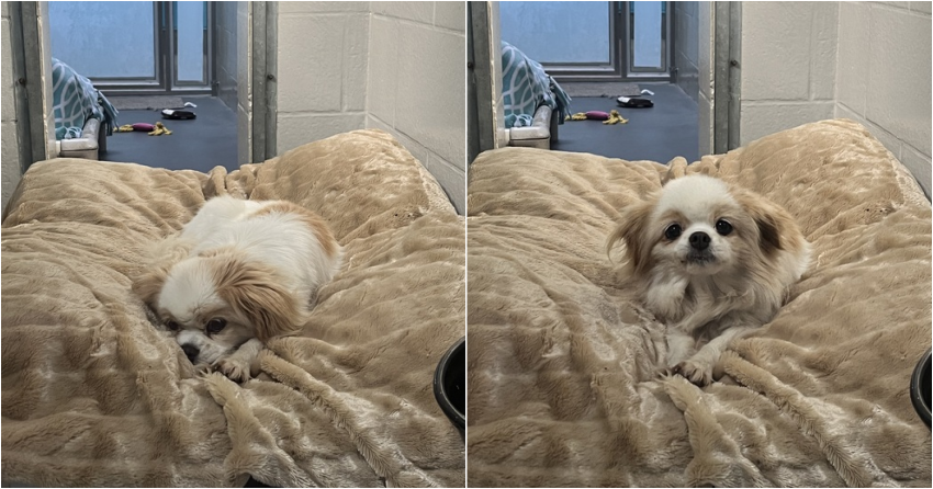 Furever Home Finder: Carlie
