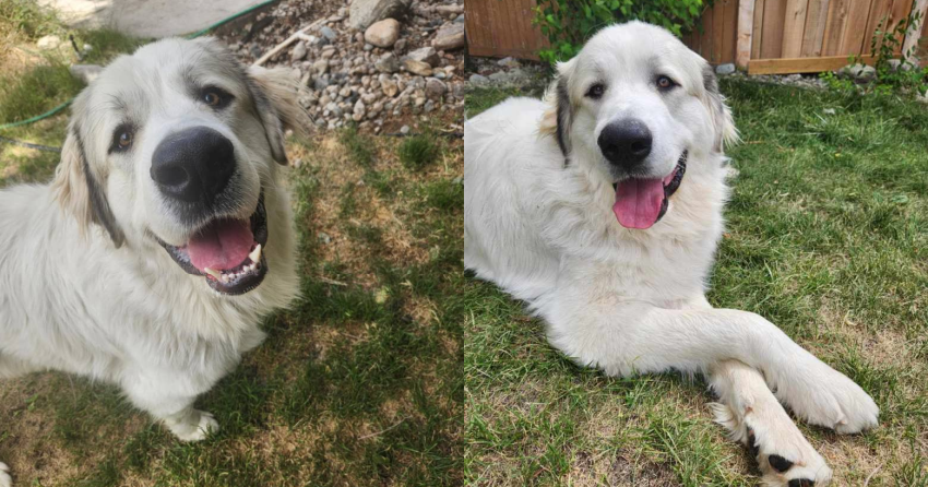 Furever Home Finder: Zeus