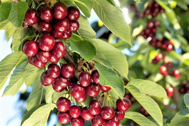 </who>Okanagan cherries are considered the best in the world because they are grown in warm, dry summers at higher latitudes with low pest and disease levels.