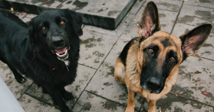 Okanagan Pet Project: Understanding my dog’s body language