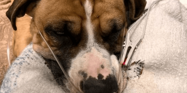 Kelowna vet raising funds for dog struck by vehicle