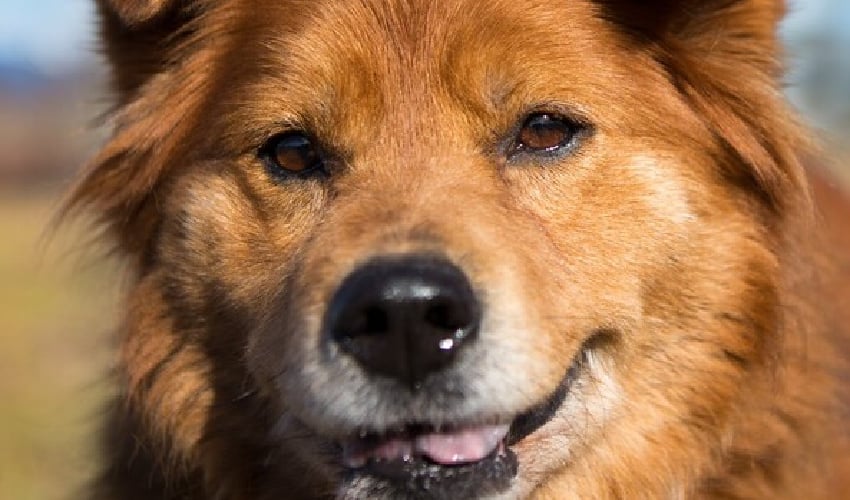Furever Home Finder: Cinnamon