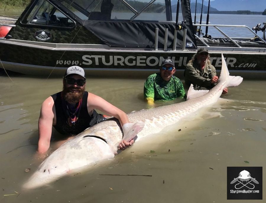 <who> Photo Credit: SturgeonHunter / Fraser River Charters. </who> The sturgeons are always released back into the Fraser River after a quick photo shoot.