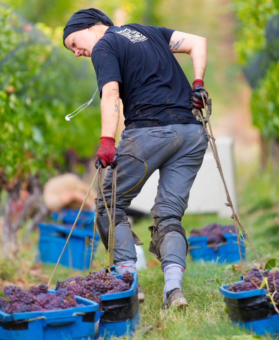 <who>Photo Credit: NowMedia</who> 2020 harvest in full swing at Moraine Winery