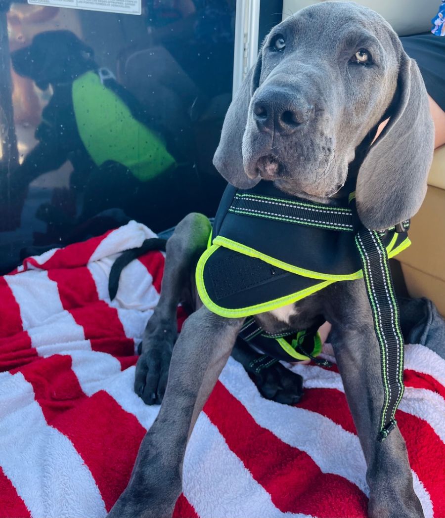 <who> Toby on the pontoon <who>