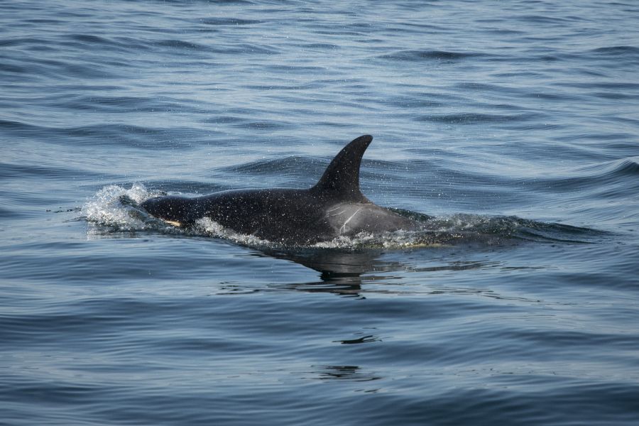 <who>Photo Credit: NOAA Fisheries West Coast</who>J50 in August, still keeping up with her pod but very emaciated.
