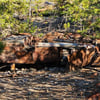 ‘Legacy car wrecks’ removed from Myra-Bellevue Provincial Park after decades