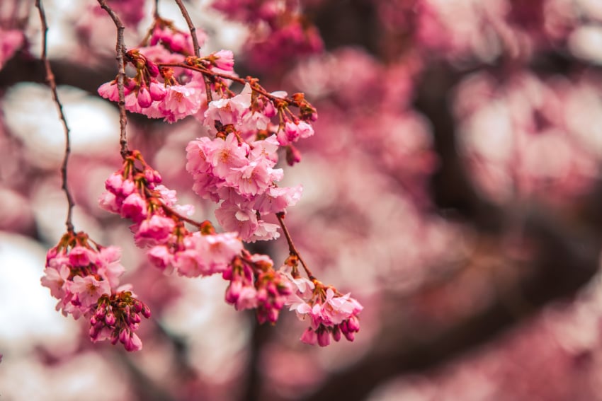 ‘Hanami Blossom Market’ to welcome spring to Victoria this Saturday