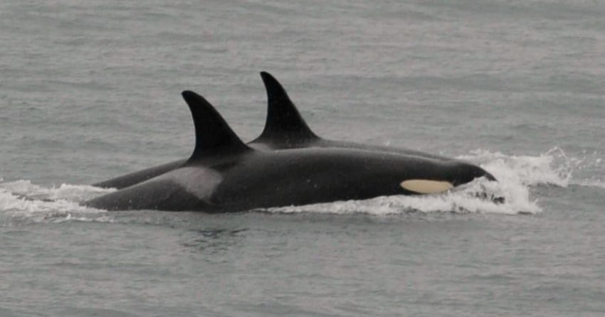 <who>Photo Credit: Centre for Whale Research/Ken Balcomb</who>Telephoto digital images taken from shore show that this mother whale appears to be in good physical condition.
