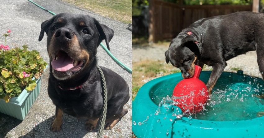 Furever Home Finder: Cleo