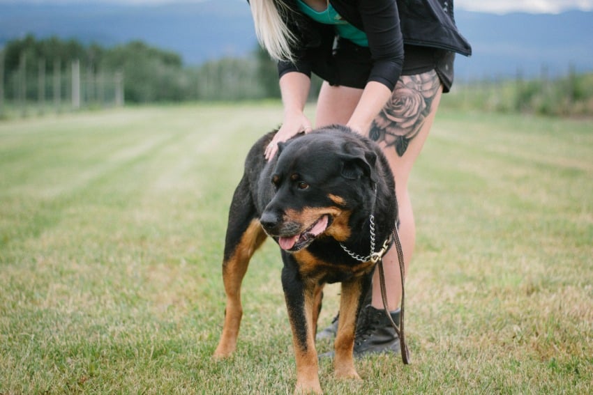 The unwritten rules of the dog park