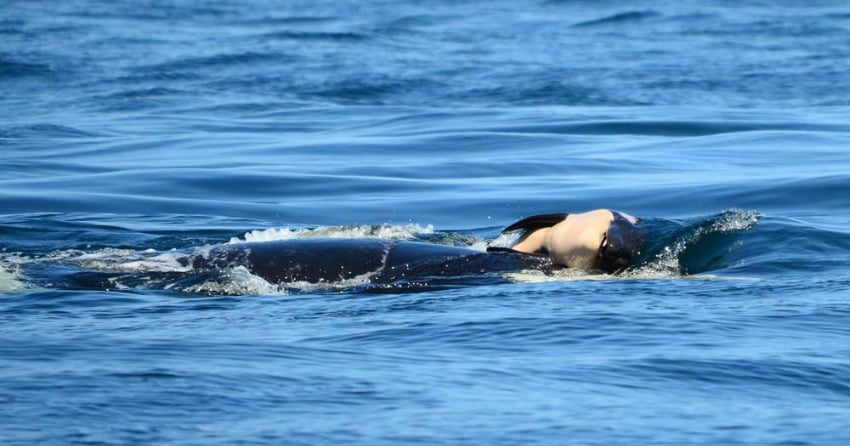 <who>Photo Credit: Michael Weiss, Center for Whale Research</who>J35 carries her deceased calf with her. 
