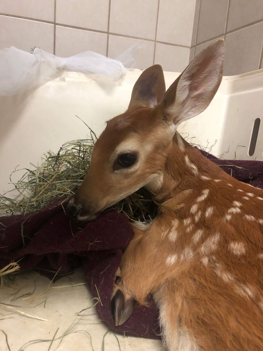 <who> Photo Credit: Contributed. </who> Dr. Oz first assessed the approximately 15 kilogram fawn named "Gilbert" Tuesday morning.