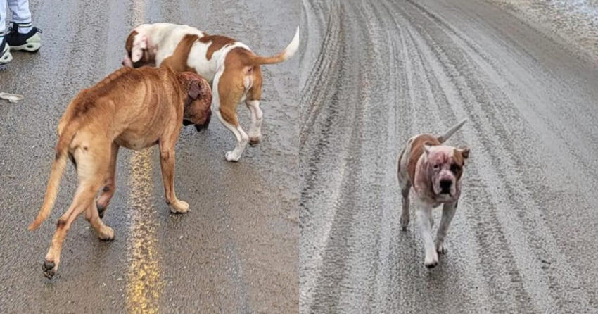 Duo of emaciated dogs rescued from Joe Rich logging road on New Year's Eve