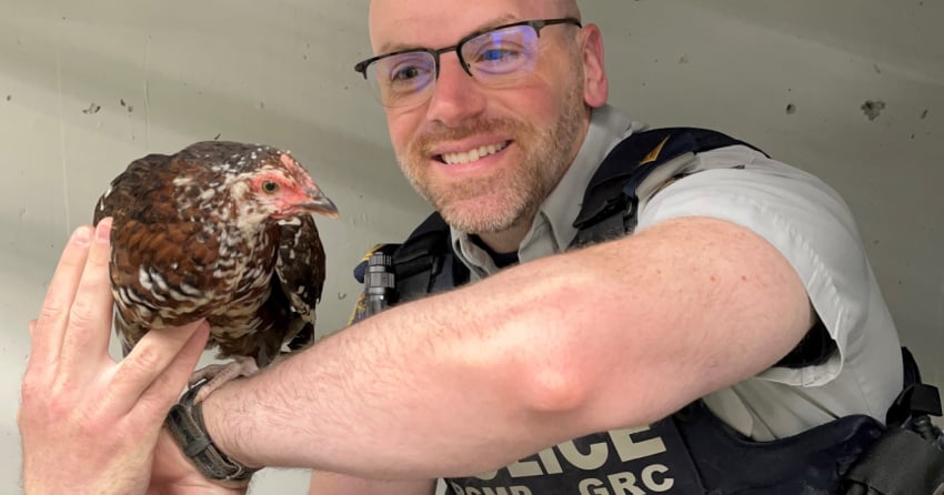 Police looking for BC teens who allegedly assaulted innocent chicken