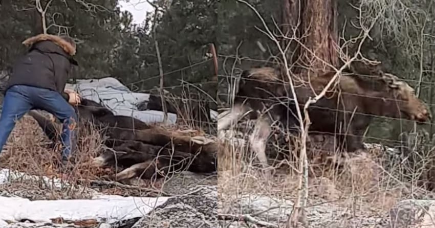 VIDEO: South Okanagan moose rescue caught on camera