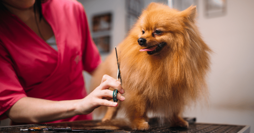 The Best Pet Groomer in Kamloops, as Voted by You!