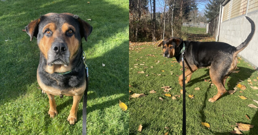 Furever Home Finder: Paddington